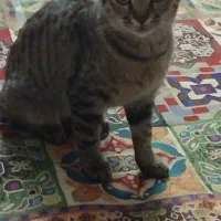 واگذاری بچه گربه خونگی