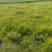 زمین قلعه خمیسی