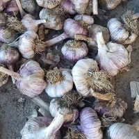 سیر عمده