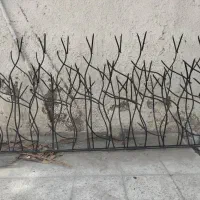 حفاظ شاخ گوزنی|خدمات پیشه و مهارت|چابهار, |دیوار