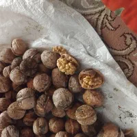 گردو خشک