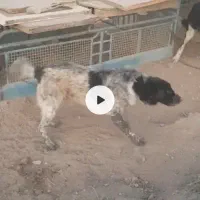 سگ گم شده|حیوانات|جوکار, |دیوار