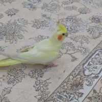 یک عروس رام یکجفت طوطی برزیلی|پرنده|بوکان, |دیوار