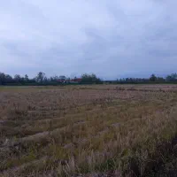 زمین کشاورزی سنتی|فروش زمین و ملک کلنگی|شفت, |دیوار