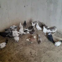 ۲۰عدد کفتر|پرنده|باروق, |دیوار