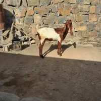 بز ماده خارجی بز نر خارجی اصیل|حیوانات مزرعه|سنندج, |دیوار