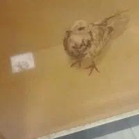 کفتر