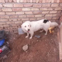 سگ پا کوتاه|سگ|بیرجند, |دیوار