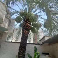 بریدن نخل قطع درخت درآوردن ریش سمپاشی هرس تمیز نخل