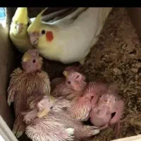 عروس هلندی .طوطی .عروس