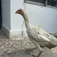 مرغ لاری یه تیغ مشکی و سفید تخم گزار|حیوانات مزرعه|فریدونکنار, |دیوار