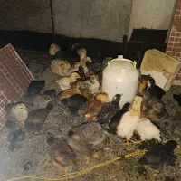 جوجه ۳۰ روزه