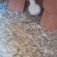 سفید عراقی نر درشت وهیکلی|پرنده|مینودشت, |دیوار