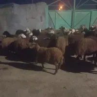 ۲۷تا توغلی|حیوانات مزرعه|سرعین, |دیوار