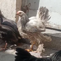 مرغ و خروس زینتی