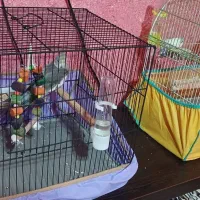 عروس فنچ مرغ عشق خرگوش همستر