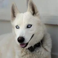 دو عدد سگ هاسکی سیبرین