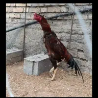 لاری