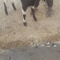 سه عدد تی بز پاکستانی|حیوانات مزرعه|خرمآباد, |دیوار