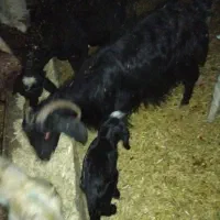 برو بزغاله فروشی|حیوانات مزرعه|دورود, |دیوار