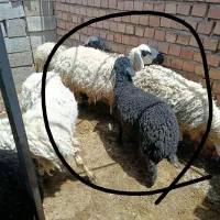 بره شال و شیرازی