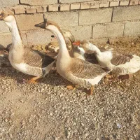 قوغاز|حیوانات مزرعه|گنبد کاووس, |دیوار