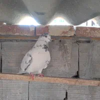 کبوتر ناب|حیوانات|اسلام‌شهر, مطهری|دیوار