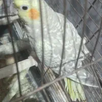 عروس هلندی