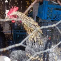 خروس فروشی