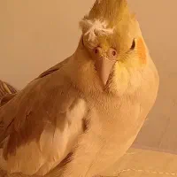 عروس هلندی|پرنده|سنندج, |دیوار