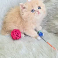 بچه گربه پرشین کاراملی ماده مو پر چشم آبی