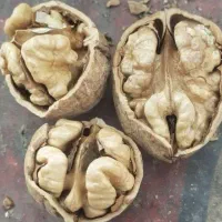 بن دار باکیفیت و اصلاح شده از باغ مادری نهالستان|خدمات باغبانی و درختکاری|سنندج, |دیوار