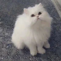 گربه جهت جفت گیری