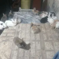 خرگوش|موش و خرگوش|مشهد, طبرسی شمالی|دیوار