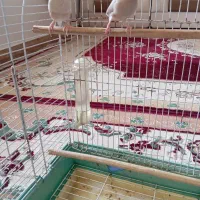 فروش فنچ شکلاتی بالغ
