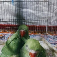 طوطی چند ماهه زرنگ و سرحال