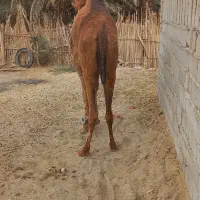 شتر ماده ۴ سال|حیوانات مزرعه|بم, |دیوار