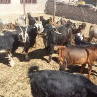 فروش بز یا معاوضه با میش|حیوانات مزرعه|شیراز, نجم آباد|دیوار