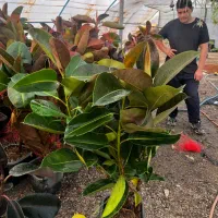 فیکوس جعبه انواع نژاد|گل و گیاه طبیعی|مشهد, الهیه|دیوار