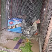 خروس چینی مینیاتوری|حیوانات مزرعه|تفت, |دیوار