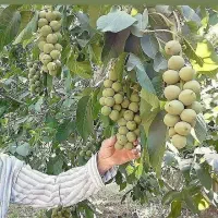 فروش نهال اصلاح شده مناسب مناطق سردسیر