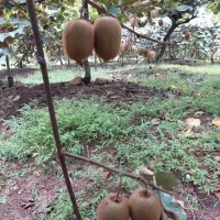 استخدام زوج جوان برای نگهبانی باغ کیوی