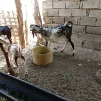 پاچن قرمز براکی