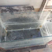 آکواریوم|ماهی|زارچ, |دیوار