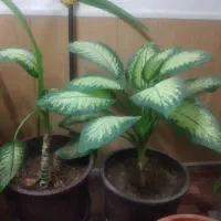 گل و گیاه|گل و گیاه طبیعی|شیراز, کوشک میدان|دیوار