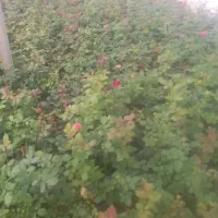 گل رز هلندی|گل و گیاه طبیعی|محلات, |دیوار