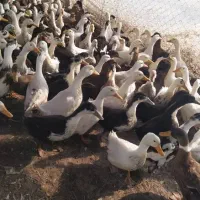 اردک شالیزار