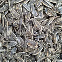 تخمه های خارجی و ایرانی t6