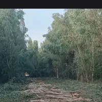درخت کرمتوس