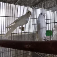 عروس هلندی آلبینو مولد کار حلقه ب پا|پرنده|قم, نوبهار|دیوار